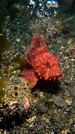 Nature's Alien Fish Is Real! 🤯