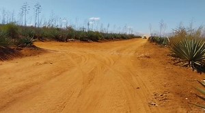 In the plush sisal fields of Voi, an R5 Ford Fiesta engine roars !! Karan Patel navigated by Tauseef Khan approaches Stage 2 at the ongoing Equator Rally. #SportsTourism | Jonathan Mueke