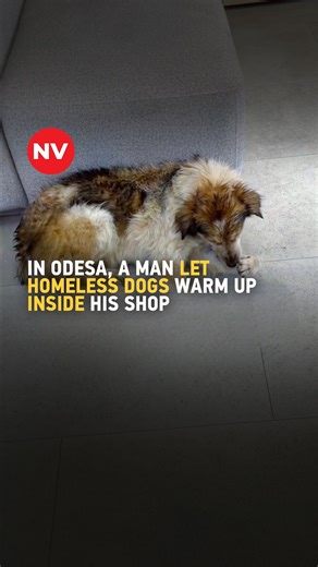 In Odesa, a kind man opened his shop to let homeless dogs escape the cold and warm up inside. 🎥 Watch more in the NV video | The New Voice of Ukraine