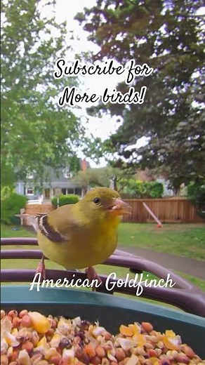 washingtons beautiful state bird!