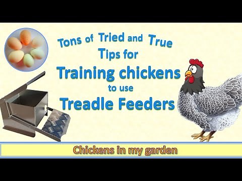 Training chickens to use a Treadle feeder