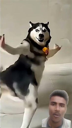 SK Sabir Boss 😈 |Remote mil gaya#SKSabirBoss #DogRole #KuttaKaRemote #Viral #Trending #ReelsIndia