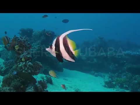 Beautiful Fish in 4K 🐠 | Relaxing Aquarium with Calm Music | Stress Relief & Peaceful Ocean Vibes