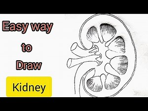 How to draw structure of kidney|easy way to draw kidney
