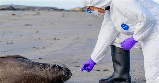 Bird flu spreads to other marine animals but stays localized in San Mateo County