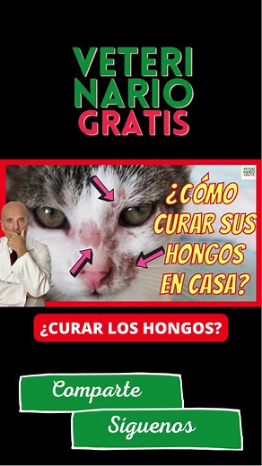 Cómo Curar Hongos en la Piel de Gatos: Guía Completa