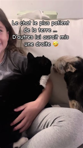 #chien #chat