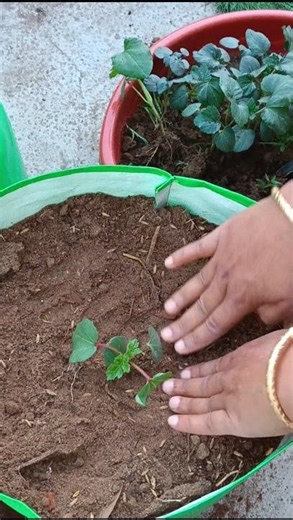Bhindi kaise lagaye ? #gardening
