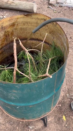 Hog Processing, Part 1 (Chul’n Takeover) #jugandnene #countryliving #getithowyoulive #hogfarmer #hogprocessing | Bryant’s Backyard Boogie