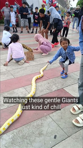 Wow giant yellow python