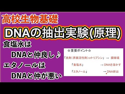 高校生物基礎「DNAの抽出実験（原理）」