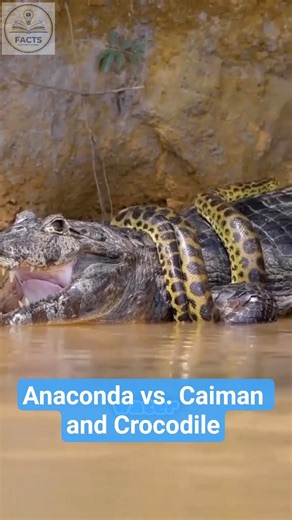 Anaconda VS. Caiman and Crocodile #facts #animals #wildlife #wildanimals #anaconda