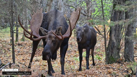 59K views · 2K reactions | Unveil 40 Years of Moose Passion! Join...