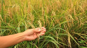 Rice Plant Rice Field Thailand Hand Stock Footage Video (100% Royalty-free) 2884165 | Shutterstock