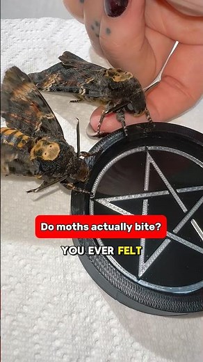 Do moths bite? #moths