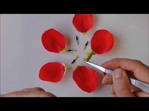 Dissection de la fleur
