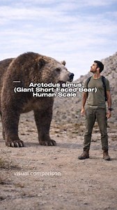 This video show how big it might feels to stand next to a shortfacedbear. Arctodus simus, known as the giant short-faced bear, lived in North America during the Ice Age. This visualization uses scientific size estimates and presents them as a human-scale POV for easier understanding. This is not a strict anatomical reconstruction. #ShortFacedBear #PrehistoricAnimals #HumanScale #IceAge #RealScalePOV | Realscalepov