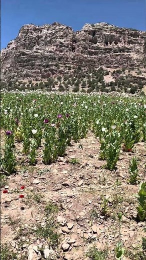 Poppy Field by the Waterfall | Stunning Nature View