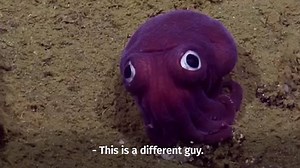 Rare 'googly-eyed' squid discovered by scientists, becomes internet sensation | The Independent
