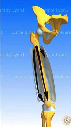 LES MUSCLES DE LA CUISSE (ORGANISATION) #muscle #anatomie #corpshumain