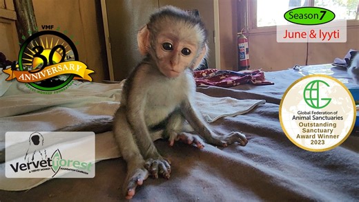 6.1K views · 220 reactions | Baby Orphan monkey June was lucky they...