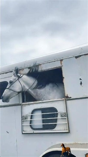 A happy horse#fyp #horse #funnyvideo #funny #animals