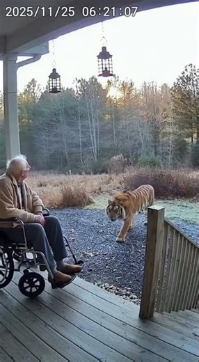 Fox ATTACKS Man in Backyard! 😱🦊 Close Call