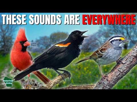 Spring Birding 101: Identify These 10 Songs by Ear