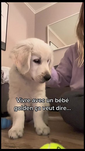 Vivre avec un bébé golden retriever : les hauts et les bas !