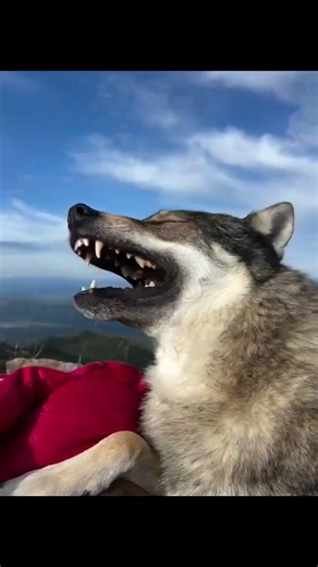 Scary beautiful wow! #wolf #blackwolf #wolffamily #wildliferescue #wolfpacks #wolfcales