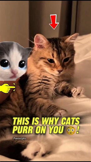 Your Cat Is Secretly Trying to Heal You 😳 | The Science of Cat Purring #cats #pets #purringcat