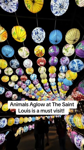 Animals Aglow at the Saint Louis Zoo has honestly become one of my favorite experiences in the city. It feels like it gets better every year. The glowing lanterns, the music, the food, the atmosphere… it really feels like you’re stepping into a different world. Have you ever visited Animals Aglow? #Bradenstl #stl #stlzoo