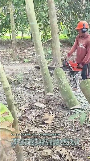 チェーンソーで木を切断し立てる：木材を再利用する農家の技