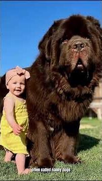 This list showcases 10 documented breeds of giant but authentic dogs.
