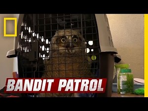 Puppet Feeding Igor The Owl | Bandit Patrol