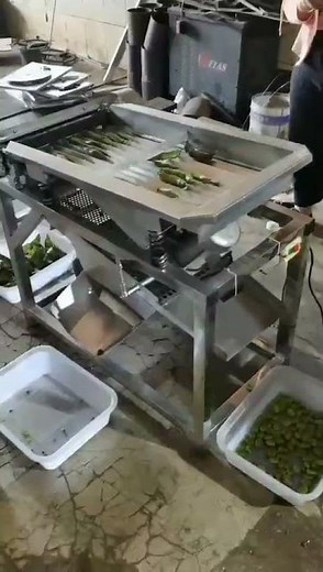 Broad bean sheller machine