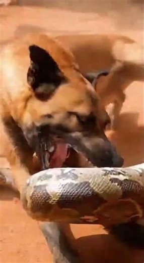 Women Eating Python on Roof Then Dog Surprises Everyone #animals #python #dog