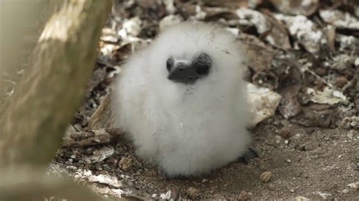 Fluffy Tropicbird Chick Stretches Into Life on Midway Atoll