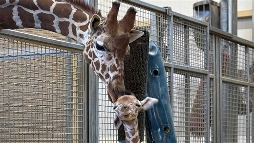 New giraffe calf born at Utah's Hogle Zoo