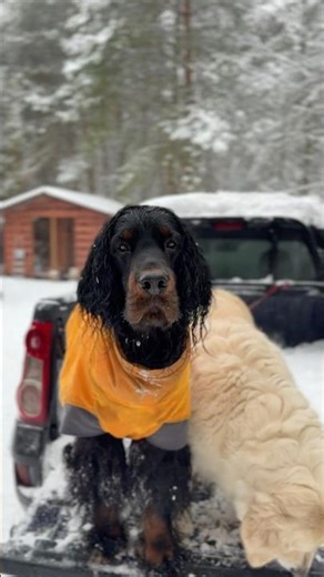 Gordon SETTER and Golden RETRIEVER chill days #goldenretriever #setter #shorts