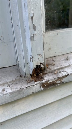 Rotted wood window frame repaired