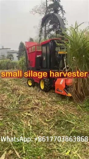 Small Silage Harvester in Action 🌱 | Corn Silage Harvesting Machine