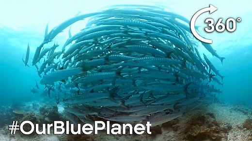 In the middle of a barracuda tornado! #OurBluePlanet 💙 | BBC Earth