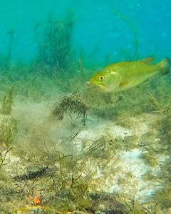 32M views · 27K reactions | Believe it or not, there's a lure in...