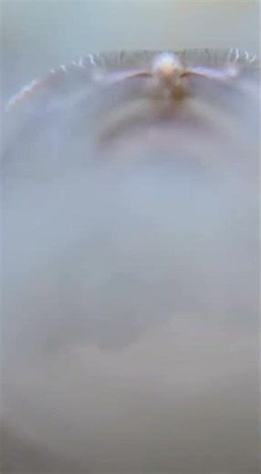 Scorpionfish EXPLODES From Sand!