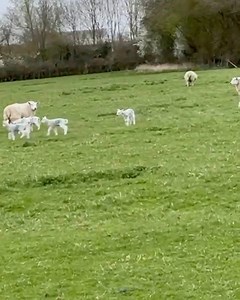 Spring is on its way 🌸🐑 What a beautiful sight, love Tone xx | Tony Hadley
