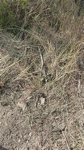 Firefighters Clearing Forest Vegetation for Safety