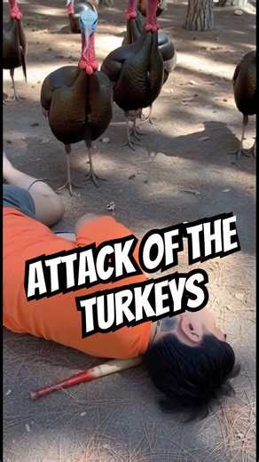 Turkeys revenge #thanksgiving #turkey #fyp #viral #turkeysattack #thanksgivingturkey #funny #comedy