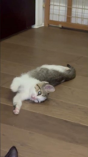 Meet Lilly a Domestic Shorthair currently available for adoption! 6/19/2026 8:53:15 AM