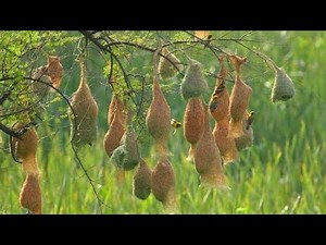 Weavers. Ploceidae. - The Amazing Nest Building Birds - Wadu Kurulla